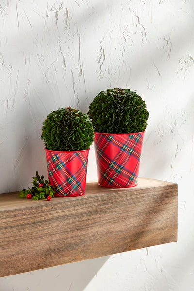 Boxwood Tartan Pot Large